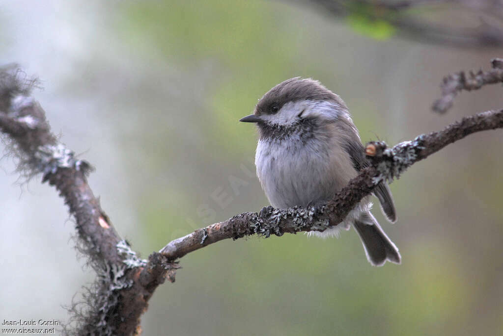 Mésange laponeadulte, pigmentation