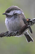 Grey-headed Chickadee