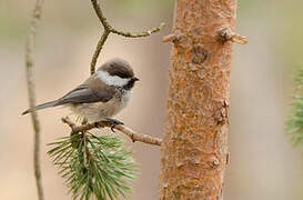 Grey-headed Chickadee