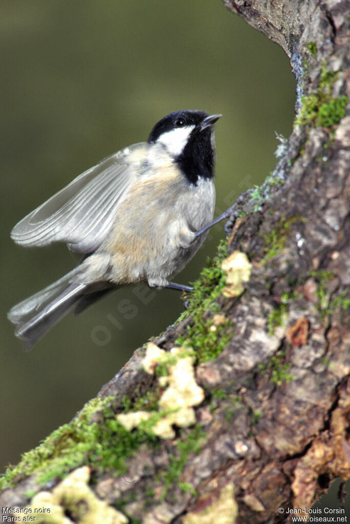 Coal Tit