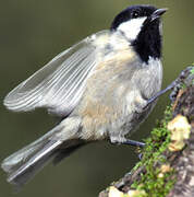 Coal Tit