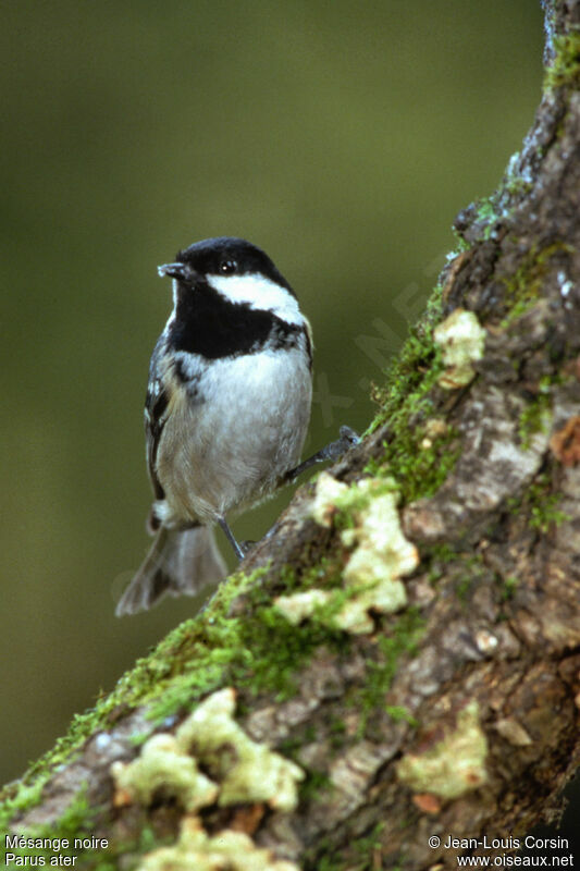 Mésange noire