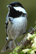 Coal Tit