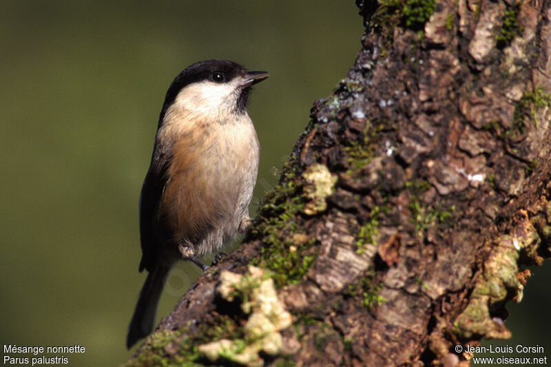 Mésange nonnette