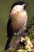 Marsh Tit