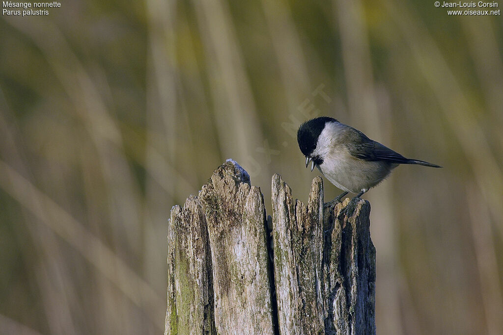 Marsh Tit