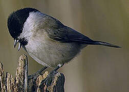 Marsh Tit