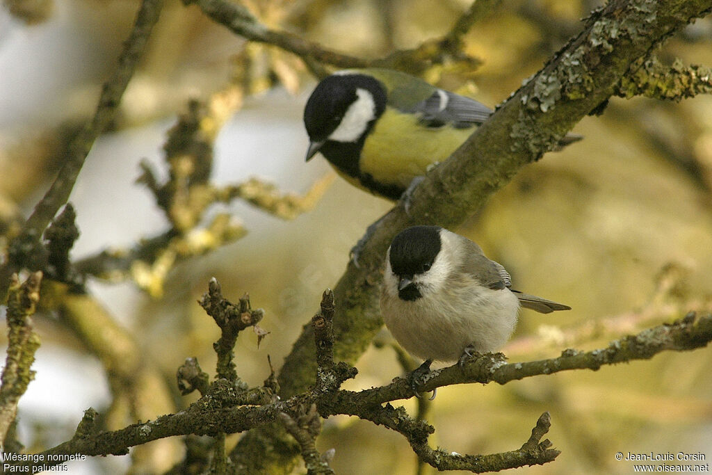 Mésange nonnette