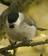 Marsh Tit