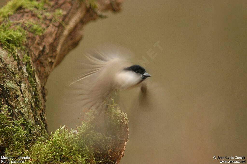 Marsh Tit