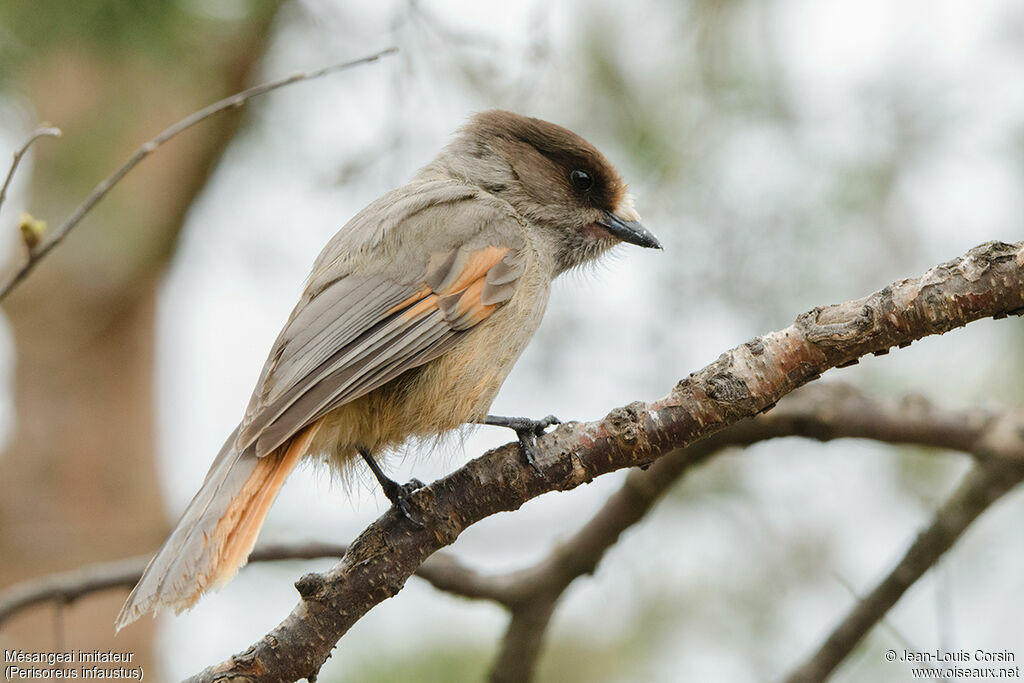 Siberian Jay