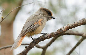 Siberian Jay