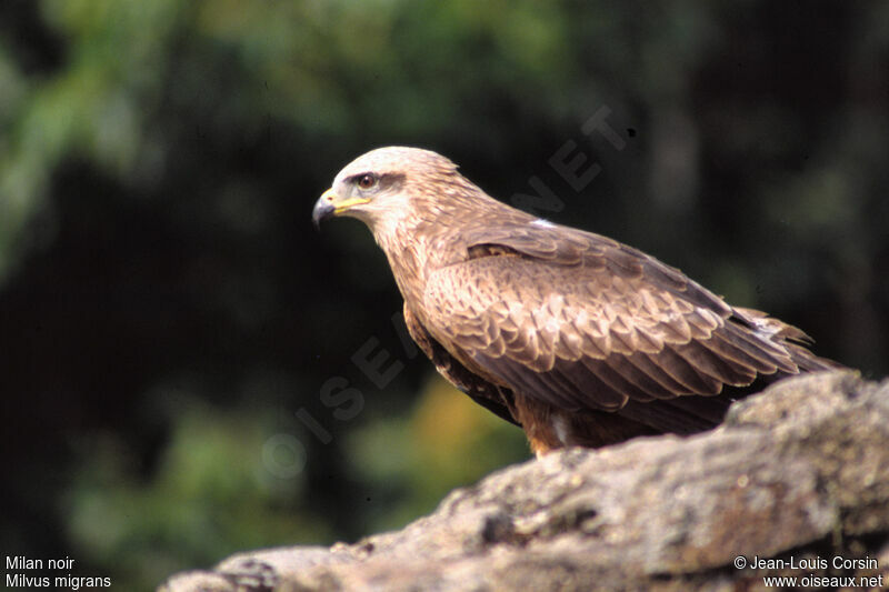 Black Kite