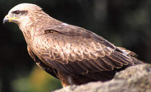 Black Kite