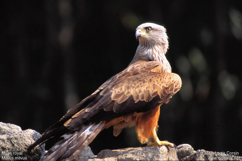 Red Kite