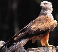 Red Kite