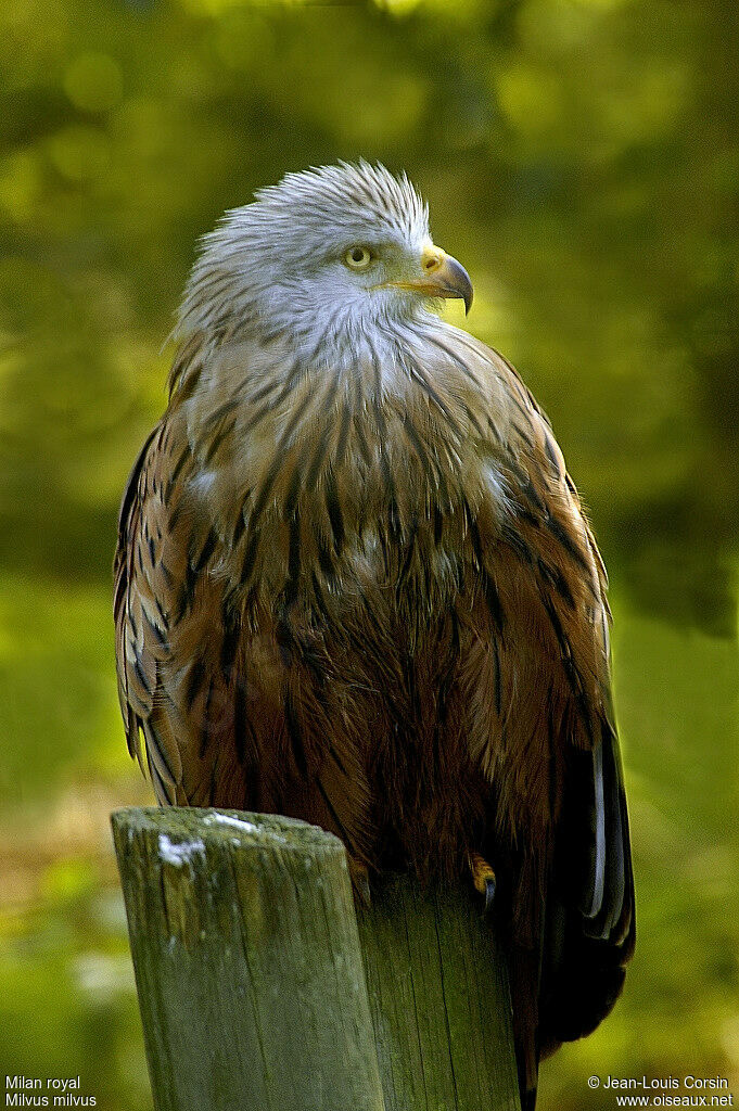 Red Kite