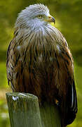 Red Kite