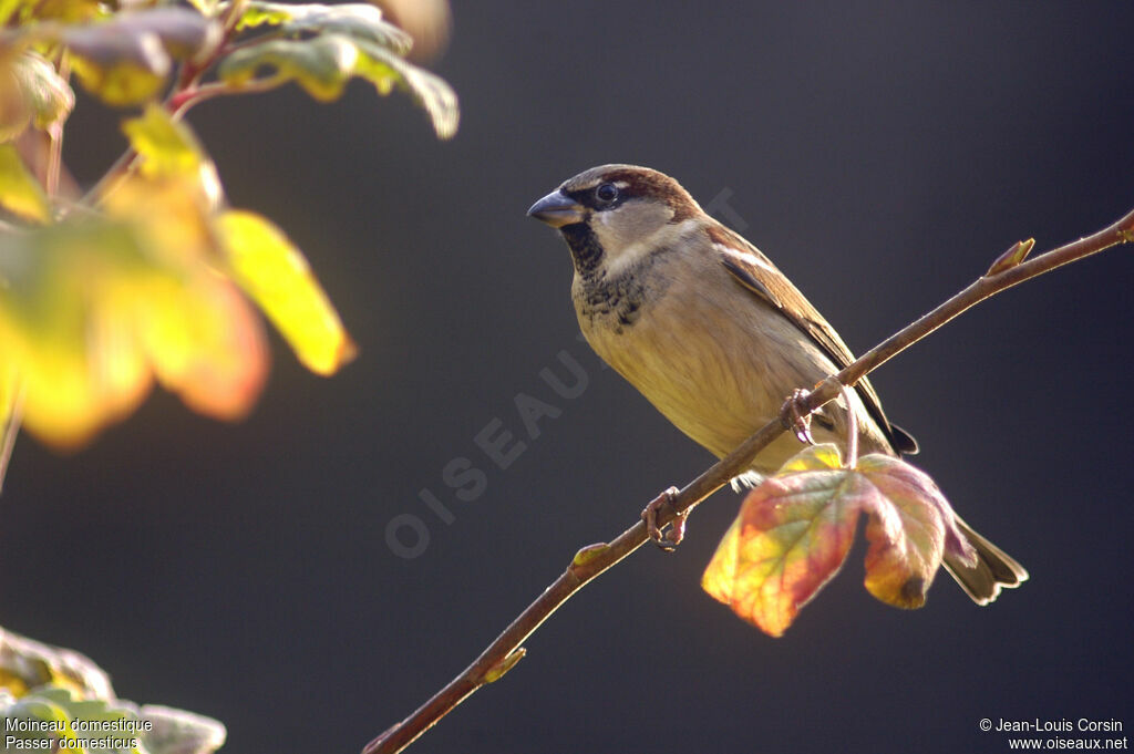 House Sparrow male adult