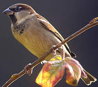 Moineau domestique