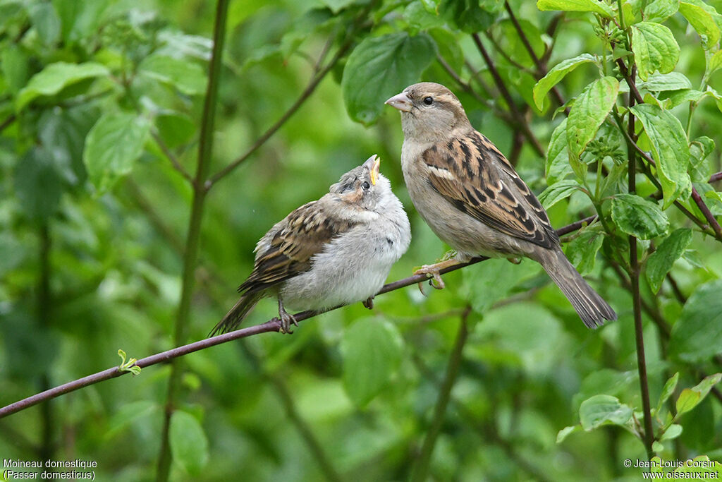 Moineau domestique