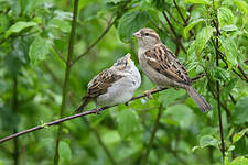 Moineau domestique