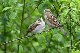 House Sparrow