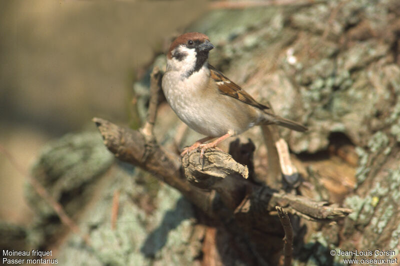 Eurasian Tree Sparrow