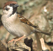 Eurasian Tree Sparrow