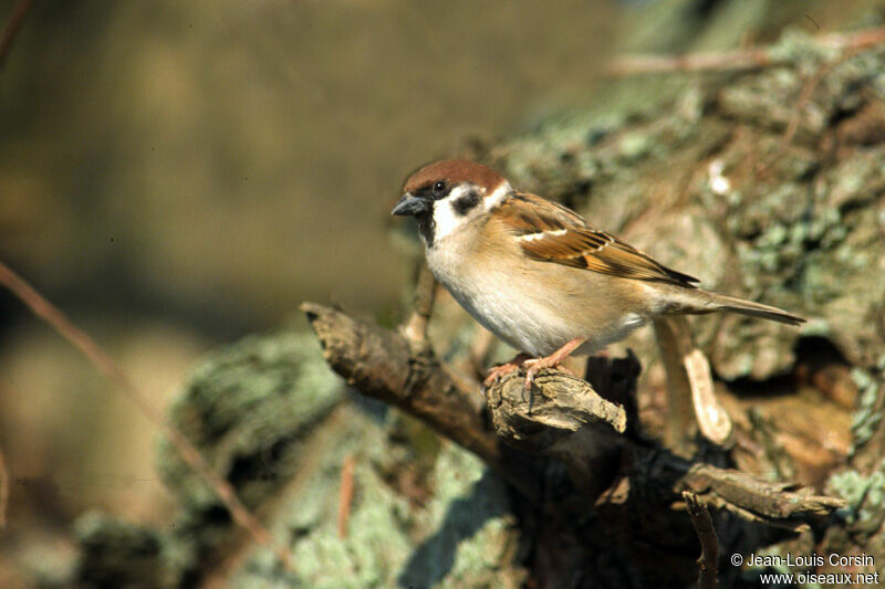 Eurasian Tree Sparrow