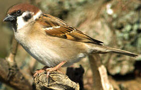 Eurasian Tree Sparrow