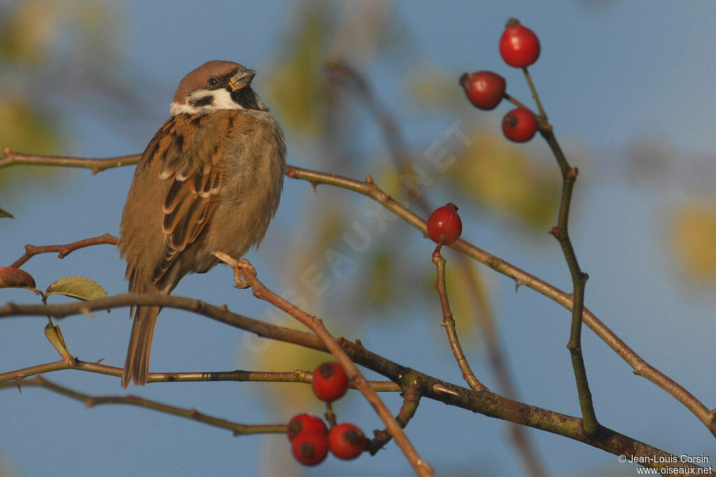 Eurasian Tree Sparrow