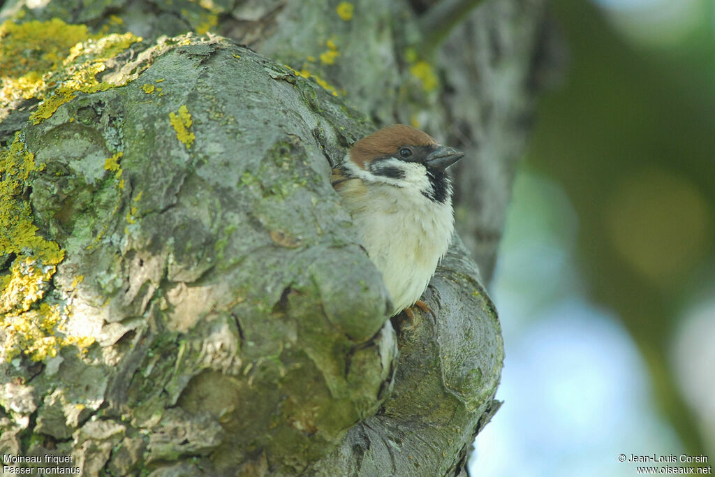 Moineau friquet