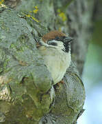 Eurasian Tree Sparrow