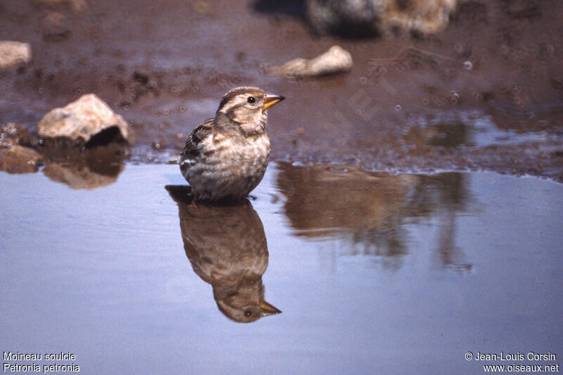 Rock Sparrow