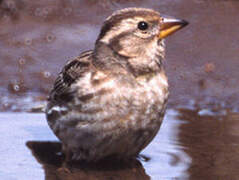 Rock Sparrow