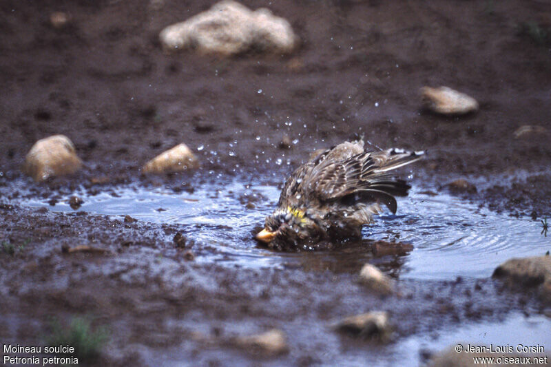 Rock Sparrow