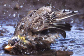 Rock Sparrow