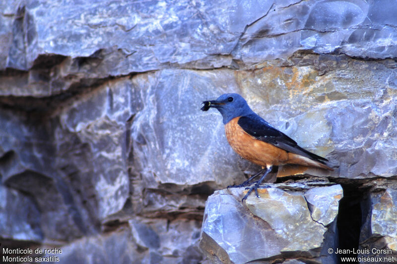 Common Rock Thrush