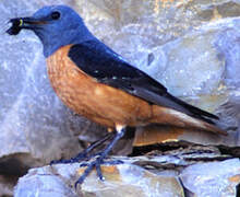 Common Rock Thrush