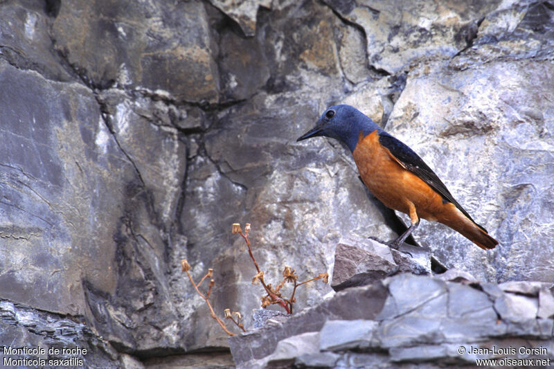 Common Rock Thrush