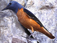 Common Rock Thrush