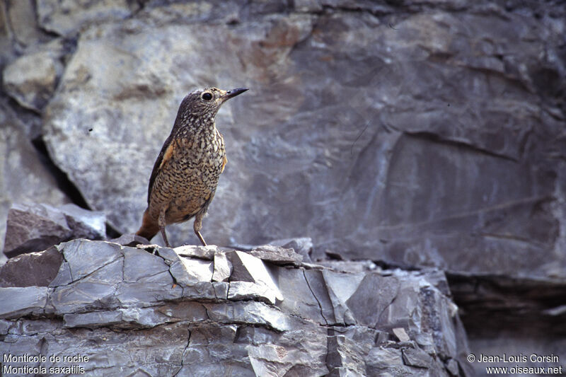 Common Rock Thrush female adult