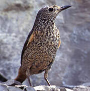 Common Rock Thrush