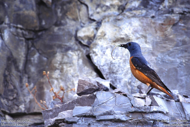 Common Rock Thrush male adult