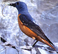 Common Rock Thrush