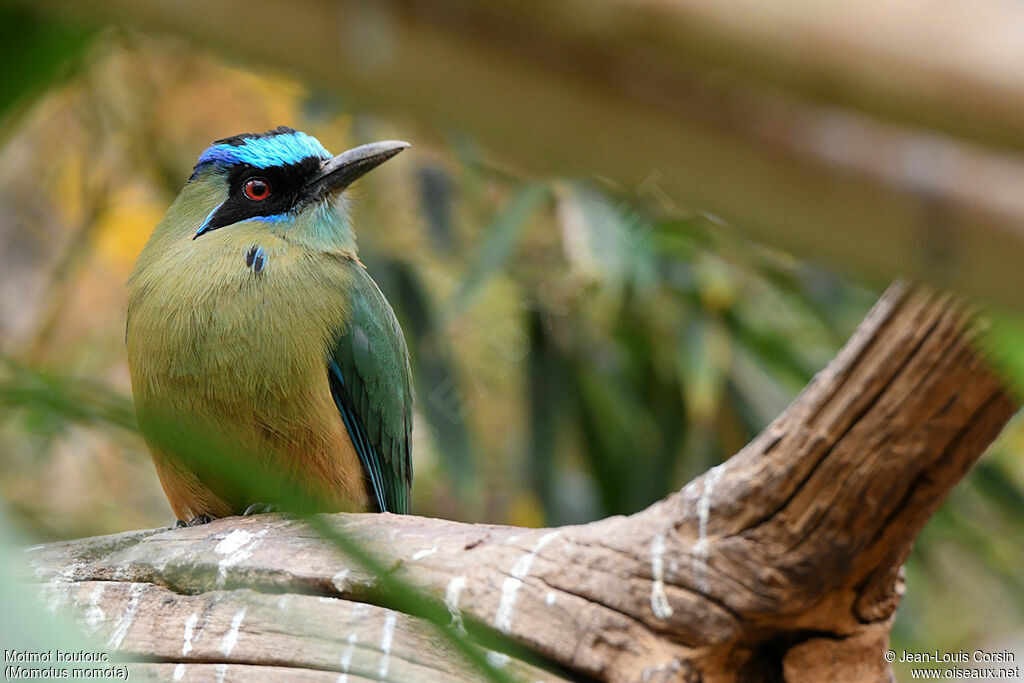 Amazonian Motmot