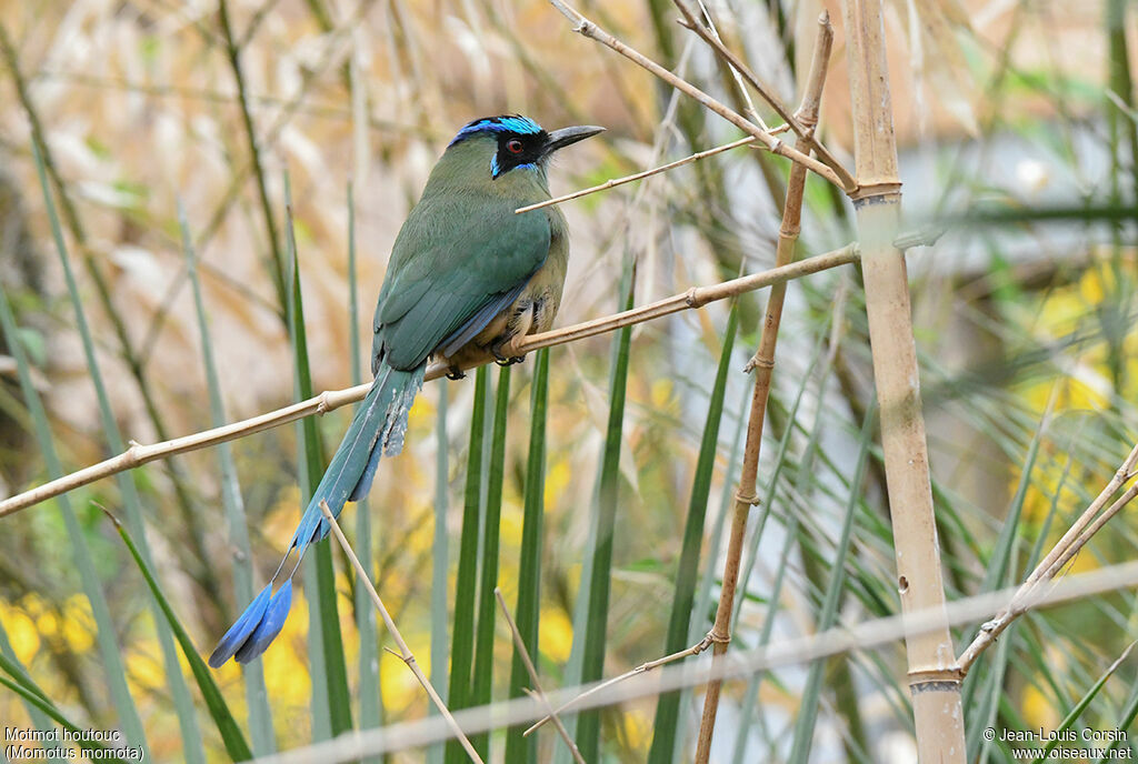 Motmot houtoucadulte