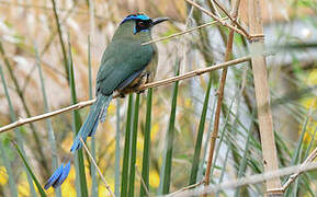 Amazonian Motmot