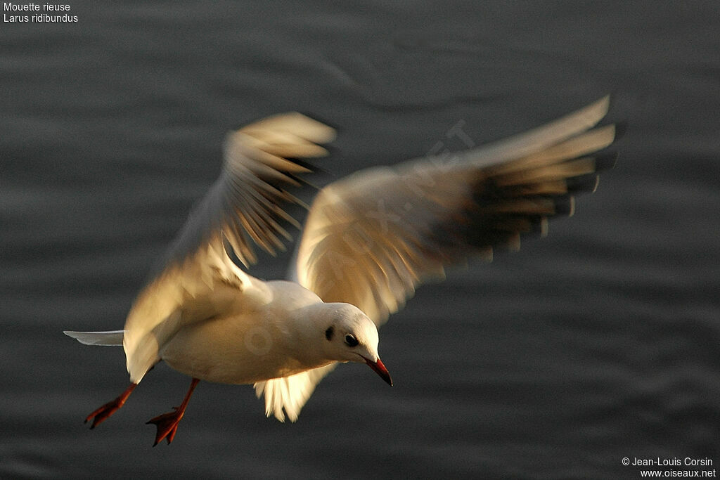 Mouette rieuse